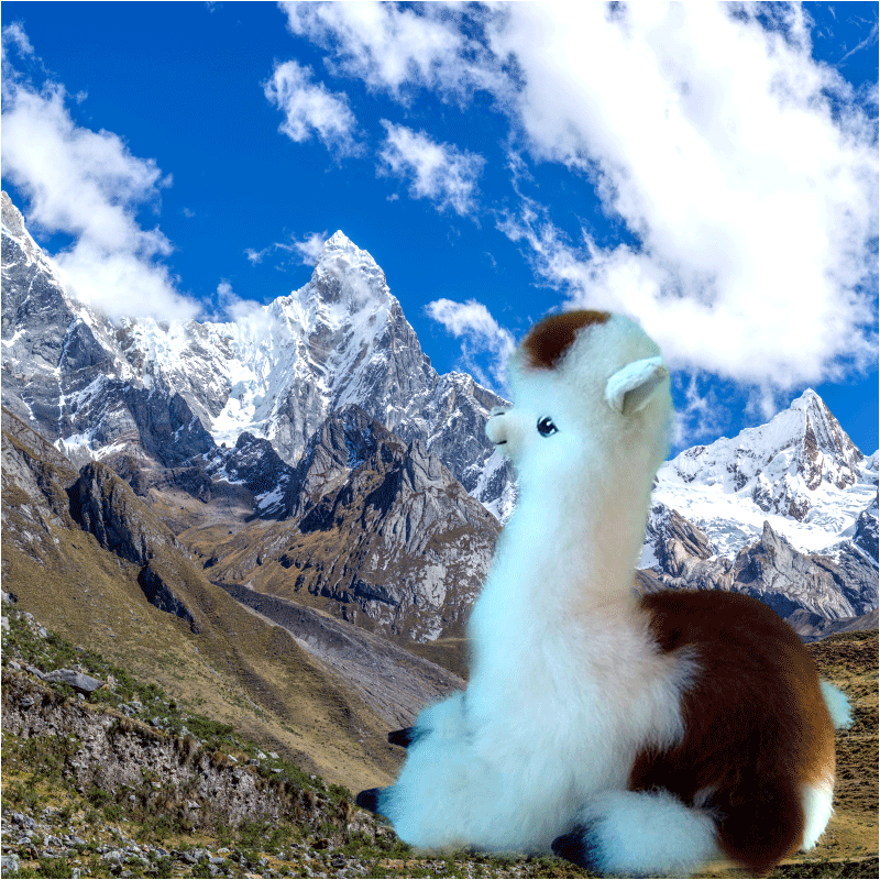 Alpaca echada 1