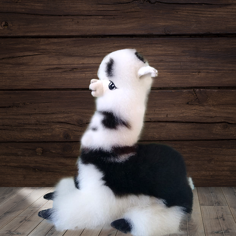 Alpaca echada 11