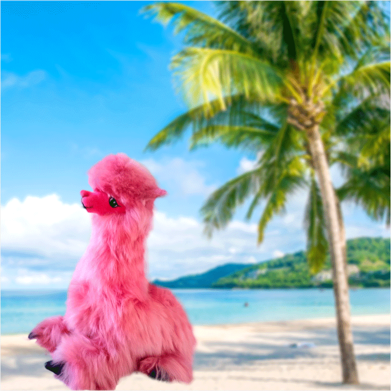 Alpaca echada 2