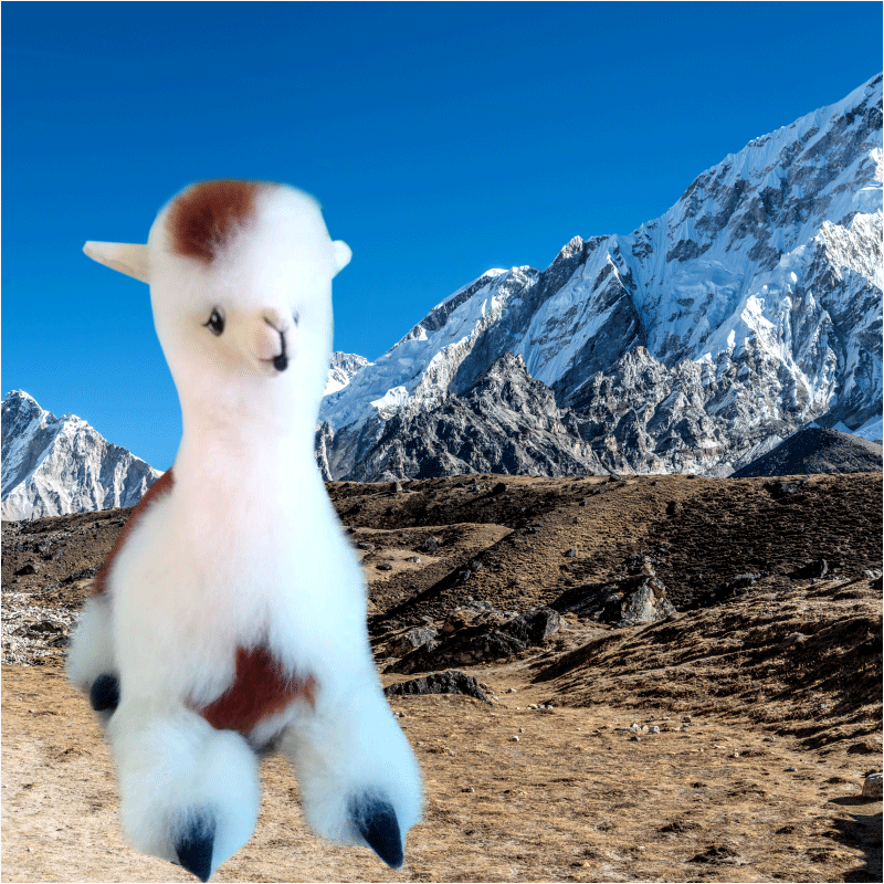 Alpaca echada 5