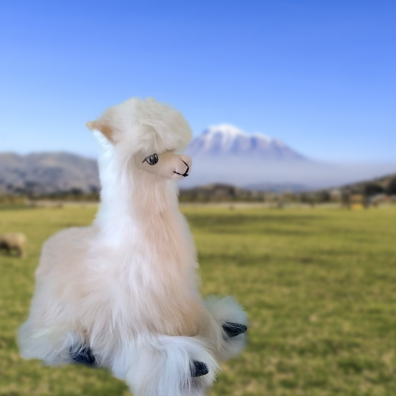 Alpaca echada 9