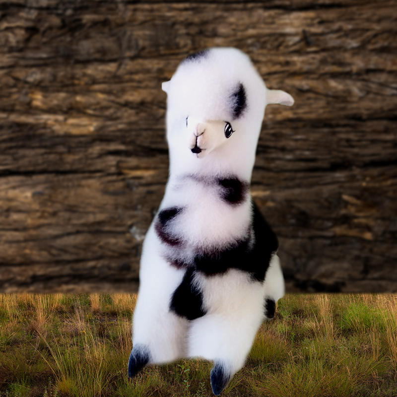 alpaca echada 12